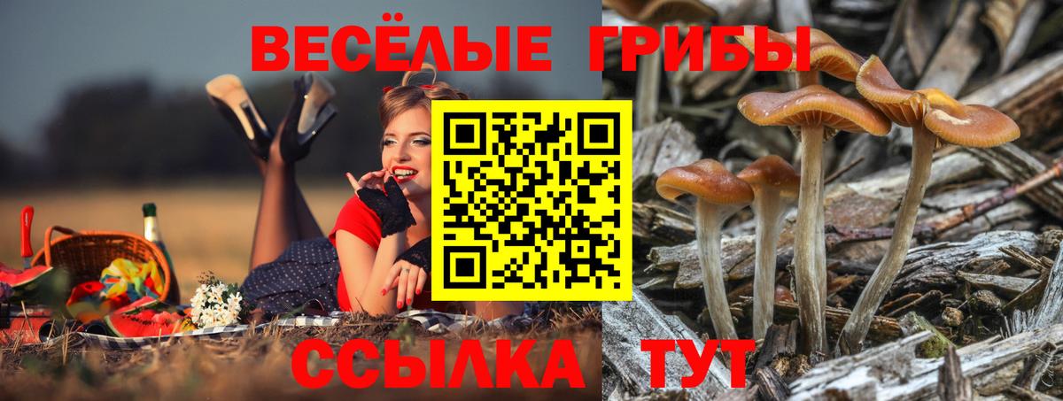 Псилоцибиновые грибы прущие грибы Черногорск